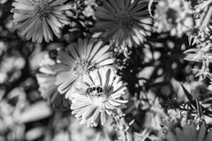 abelha alada linda flor selvagem no prado de folhagem de fundo foto