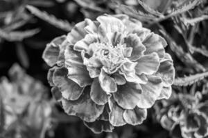 calêndula de calêndula de calêndula de flor selvagem crescendo no prado de fundo foto