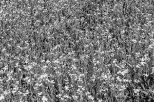 fotografia sobre o tema mostarda de flores silvestres em prado de fundo foto