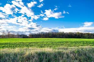 fotografia sobre o tema grande campo de fazenda vazio para colheita orgânica foto