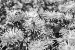 abelha alada linda flor selvagem no prado de folhagem de fundo foto