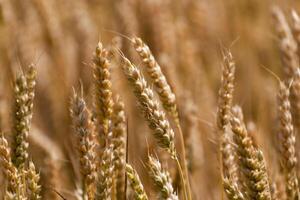 orelhas do trigo dentro uma cereal campo dentro verão, haste e grão foto