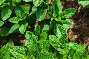 hortelã dentro uma jardim, Maravilhoso aromático plantar para a cozinha, mentha Spicata foto