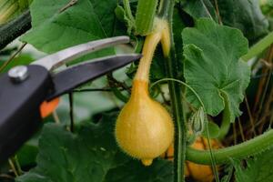 vermelho kuri abóbora ou cebola abóbora dentro a ecológico jardim, cucurbita maxima foto