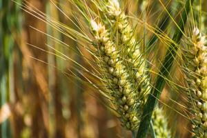 orelhas do trigo dentro uma cereal campo dentro verão, haste e grão foto