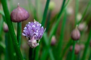 cebolinha dentro flor e com botões, allium schoenoprasum foto