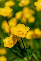 botão de ouro ou rastejante botão de ouro dentro uma jardim dentro primavera, ranúnculo Repens foto