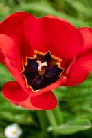 vermelho tulipa dentro uma jardim dentro primavera, amor e saúde Cuidado conceito, tulipa foto