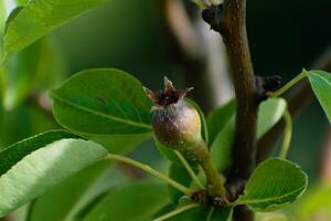 pequeno ovários do pera fruta em uma jovem William pera árvore dentro Pomar, flores tem somente virou para dentro fruta, piro communis foto