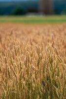 orelhas do trigo dentro uma cereal campo dentro verão, haste e grão foto