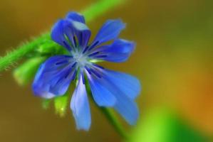 flor de chicória azul foto