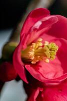 Rosa japonês marmelo flor cabeça, chaenomeles japonesa, malus floribunda foto