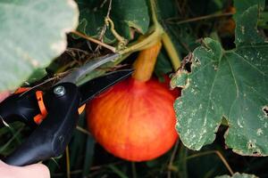 vermelho kuri abóbora ou cebola abóbora dentro a ecológico jardim, cucurbita maxima foto