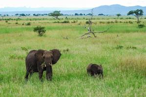 um elefante e um bebê foto