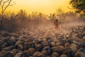 uma local mulher e uma ampla ovelha rebanho retornando para a celeiro dentro a pôr do sol, depois de uma dia do alimentando dentro a montanhas dentro ninh thuan província, Vietnã. foto