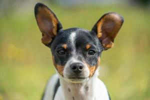 um jovem chihuahua preto e branco foto