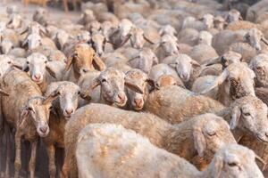 rebanho do ovelha em deserto dentro ninh thuan província, Vietnã foto