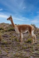 reserva vicunha chimborazo, equador foto