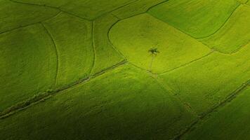 a muitos verde arroz Campos separado de camponês caminhos, dentro verão e uma ensolarado dia foto