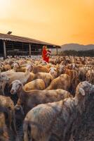 vietnamita mulher com Cordeiro em uma interior, uma ovelha Fazenda dentro a estepe zona dentro ninh thuan província, Vietnã. foto