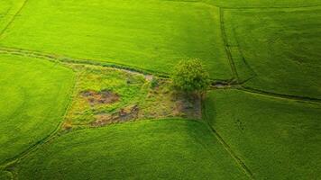 a muitos verde arroz Campos separado de camponês caminhos, dentro verão e uma ensolarado dia foto