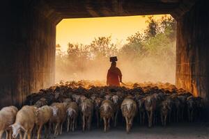 uma local mulher e uma ampla ovelha rebanho retornando para a celeiro dentro a pôr do sol, depois de uma dia do alimentando dentro a montanhas dentro ninh thuan província, Vietnã. foto