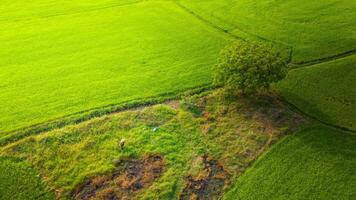 a muitos verde arroz Campos separado de camponês caminhos, dentro verão e uma ensolarado dia foto