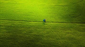 a muitos verde arroz Campos separado de camponês caminhos, dentro verão e uma ensolarado dia foto