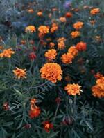 brilhante laranja calêndula flores dentro afiado detalhe, com uma bokeh efeito fundo, exibindo a beleza do natureza foto