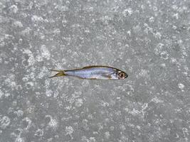 uma solteiro peixe mentiras em uma texturizado gelo superfície, capturado dentro claro, alta resolução detalhe, ilustrando da natureza congeladas ainda vida foto