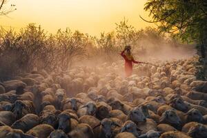 uma local mulher e uma ampla ovelha rebanho retornando para a celeiro dentro a pôr do sol, depois de uma dia do alimentando dentro a montanhas dentro ninh thuan província, Vietnã. foto