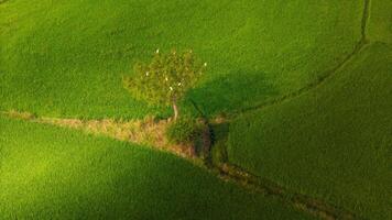 a muitos verde arroz Campos separado de camponês caminhos, dentro verão e uma ensolarado dia foto