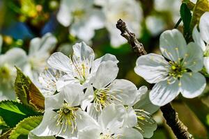 branco cereja flores em uma caloroso ensolarado Primavera tarde foto
