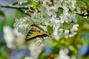 Oriental tigre rabo de andorinha borboleta e branco cereja flores dentro Primavera foto