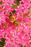 uma querida abelha e uma grupo do Rosa flores foto