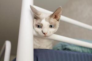 a gatinho é tentando para pegue dele cabeça entre a cabeceira do a cama. uma branco gato do a Devon rex raça. foto