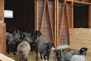 ovelha doméstico animais às casa de fazenda. eco Fazenda para laticínios produtos. leite ovelha dentro estábulo em Fazenda. ovelha perto uma celeiro em interior. gado agricultura. natural ecológico agricultura conceito. pequeno o negócio foto