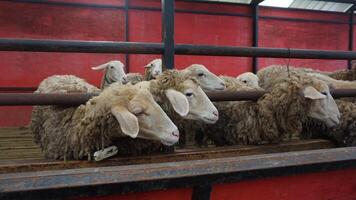 ovelha ou domba dentro a animal caneta dentro preparação para sacrifício em eid al-adha foto