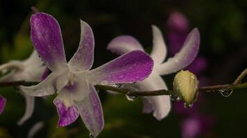 orquídea flores, natureza fundo, atmosfera depois de chuva foto