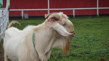 ovelha ou domba dentro a animal caneta dentro preparação para sacrifício em eid al-adha foto