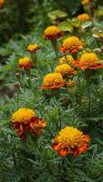 lindo calêndula flores com natureza fundo foto