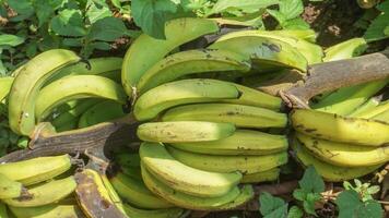 maduro bananas em a árvore foto