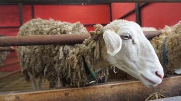 ovelha ou domba dentro a animal caneta dentro preparação para sacrifício em eid al-adha foto