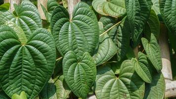 betel folhas ou flautista sarmentosum Roxb ou chaplo folhas foto