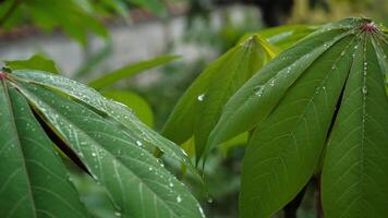 mandioca folhas estão verde depois de chuva, molhado com água gotas foto