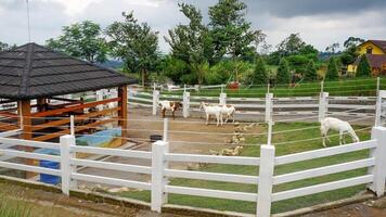 uma grupo do cabras estão comendo Relva em a Fazenda foto