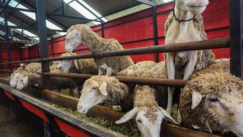 ovelha ou domba dentro a animal caneta dentro preparação para sacrifício em eid al-adha foto