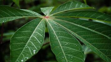 mandioca folhas estão verde depois de chuva, molhado com água gotas foto