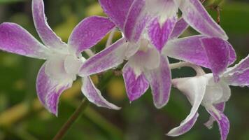 orquídea flores, natureza fundo, atmosfera depois de chuva foto