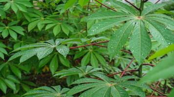 mandioca folhas estão verde depois de chuva, molhado com água gotas foto